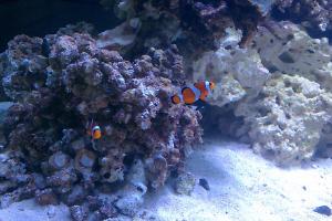 Ocellaris Clownfish Thumbnail