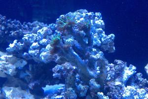 Hammer Anchor Coral Branching Thumbnail