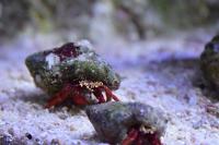 Red Legged Hermit Crab Thumbnail