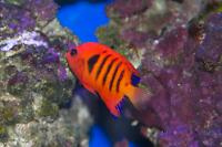 Flame Angelfish Thumbnail