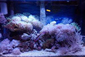 5G Nano Reef Thumbnail