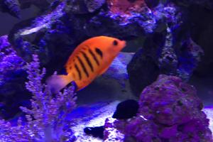 Flame Angelfish Thumbnail