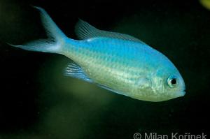 Blue/Green Reef Chromis Thumbnail