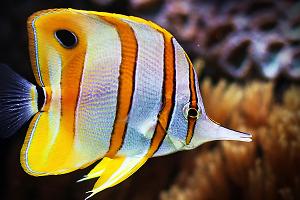 Copperband Butterflyfish Thumbnail