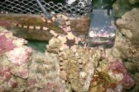 Brittle Starfish Thumbnail