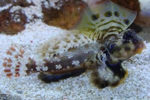 Scooter Blenny Thumbnail