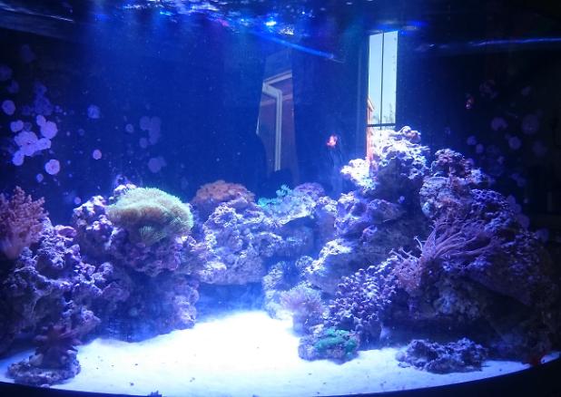 My Aquarium on November 7, 2016