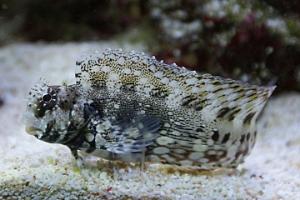 Lawnmower Blenny