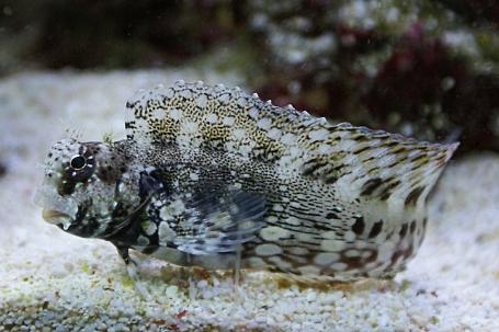 Lawnmower Blenny Thumbnail