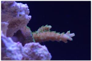 Acropora solitaryensis Thumbnail