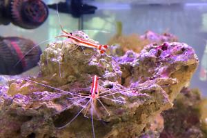 Red Line Cleaner Shrimp Thumbnail