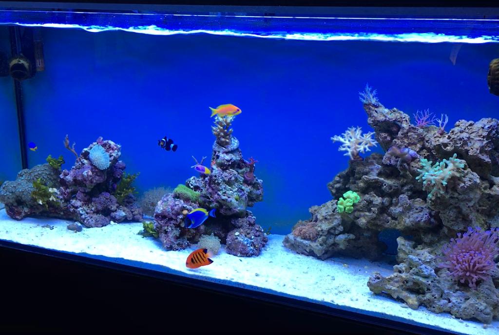 My Aquarium on November 9, 2016