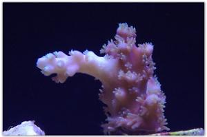 Acropora Horrida Thumbnail