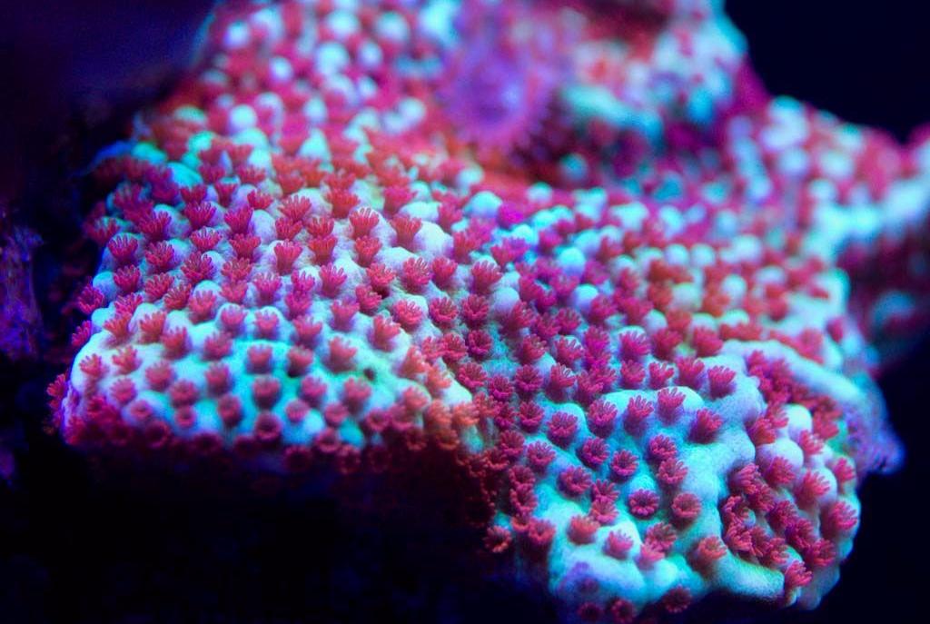 Red Polyp monti