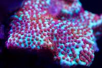 Red Polyp monti