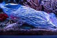 Silver Gorgonian with Basket Stars