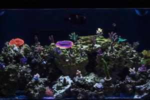 40B Frag Tank Thumbnail