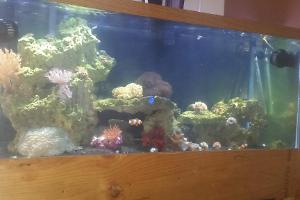 75 gallon mixed reef Thumbnail