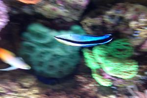 Cleaner Common Wrasse