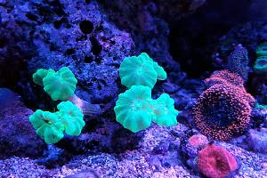 Green Trumpet Coral