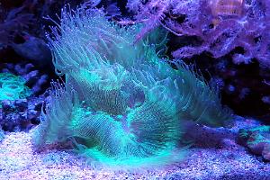 Elegance Coral