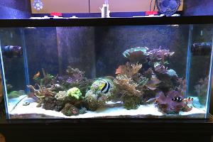 Main Display ~ Mixed Reef on November 15, 2016