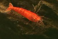 Red Cherry Shrimp Thumbnail