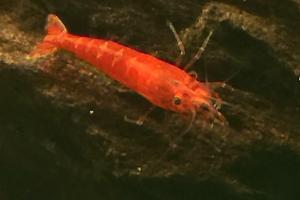 Red Cherry Shrimp Thumbnail