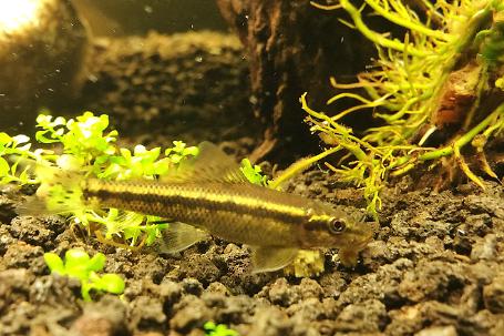 Chinese Algae Eater Thumbnail