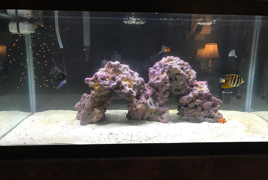 My Aquarium on November 17, 2016