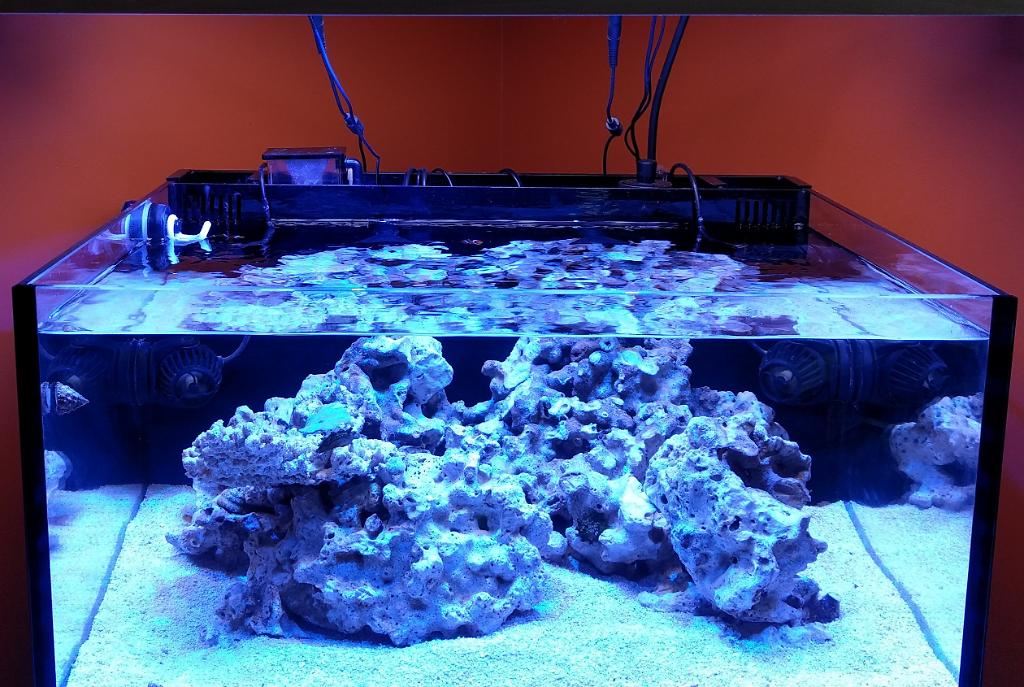 Mixed Reef on November 4, 2016