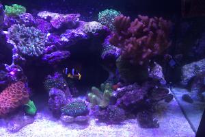 Clarkii Clownfish Thumbnail