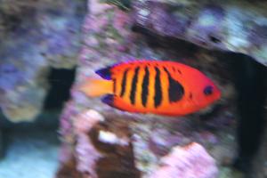 Flame Angelfish Thumbnail