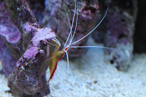 Red Line Cleaner Shrimp Thumbnail