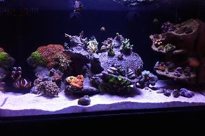 20 gallon nuvo  Thumbnail