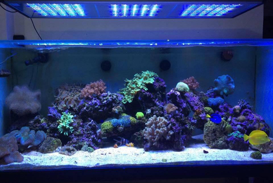 My Aquarium on November 22, 2016