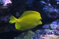 Yellow Tang Thumbnail