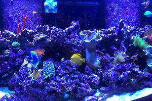 Sharks 120 Mixed Reef  Thumbnail