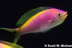 Bartlett's Anthias Male Thumbnail