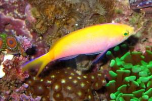 Bartlett's Anthias Female Thumbnail