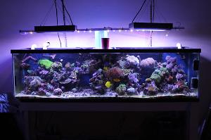 My 100 Gallon Reef Thumbnail