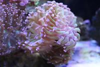 Hammer Coral Branching Green w Purple Tips Thumbnail