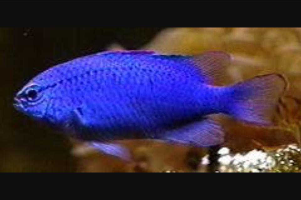 Neon Damselfish / Pomacentrus alleni 54