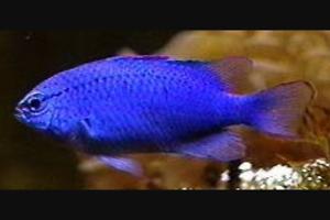 Neon Damselfish Thumbnail