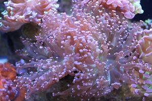 Frogspawn Coral - Branched Purple Thumbnail