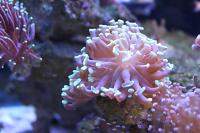 Hammer Anchor Coral Branching Gold w Green Tips Thumbnail