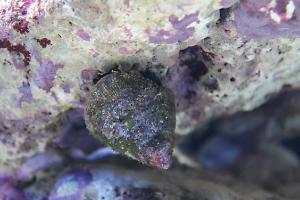 Banded Trochus Snail Thumbnail