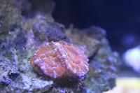 Acan Brain Coral Superman's Cape Thumbnail