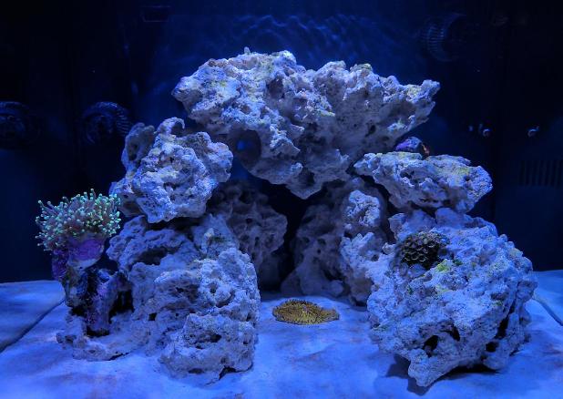 29 Gallon BioCube on December 11, 2016