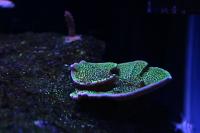 Montipora confusa Sour Apple Thumbnail